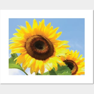 Sunflowers Posters and Art